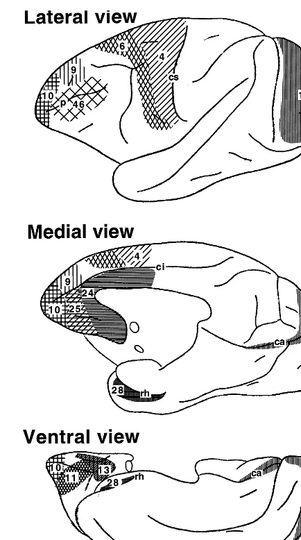 Figure 1. Diagrams of the lateral, medial, and ventral surfaces ofthe rhesus monkey cerebral hemisphere on which the positions ofthe regions examined in this study have been indicated