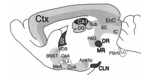 Figure 5. Expression of the serotonin 1A receptor (5-HTLevels of 5-HTdorsal raphe (DR) and caudal linear nuclei (CLN), and lowerlevels in the median raphe nucleus (MR) of the brainstem