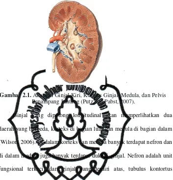 Gambar 2.1. Anatomi Ginjal Kiri, Korteks Ginjal, Medula, dan Pelvis 