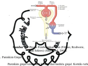 Gambar 2.2. Proses Pembentukan Urin (Filtrasi, Reabsorsi, 