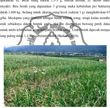 Gambar 4. Pertanaman bawang putih di daerah Pancot, Kalisoro, Kecamatan Tawangmangu 