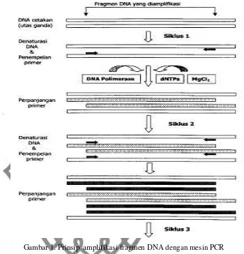Gambar 1. Prinsip  amplifikasi fragmen DNA dengan mesin PCR 