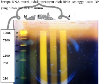 Gambar 2. Profil hasil uji kualitas DNA 4 sampel daun salak dengan metode CTAB (S. Kecandran, Banjar, P.madu, P