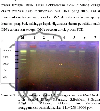 Gambar 3. Profil hasil uji kualitas DNA dengan metode Plant kit dari 