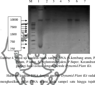 Gambar 4. Hasil uji kualitas tujuh sampel DNA (S.kembang arum, P. 