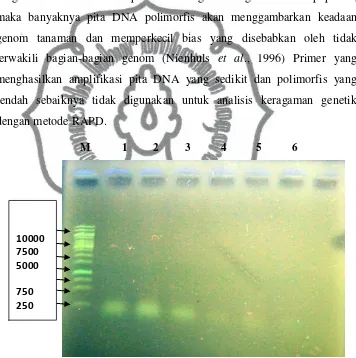 Gambar 5. Hasil uji seleksi Primer OPA-11, OPA-17, OPA -16, OPX-17, OPX -15, dan OPA- 18