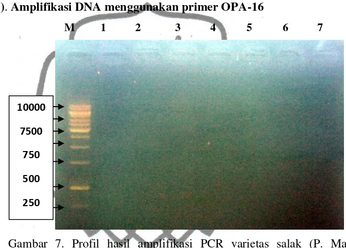 Gambar 7. Profil hasil amplifikasi PCR varietas salak (P. Madu, P.hitam, dan Kembangarum) dengan primer OPA-16 yang  tidak berhasil amplifikasi