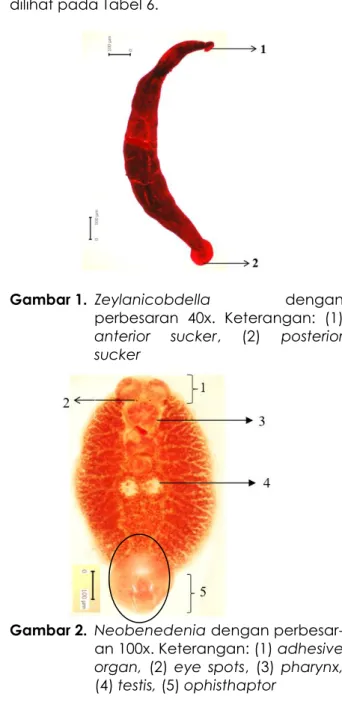 Gambar 1.  Zeylanicobdella  dengan  