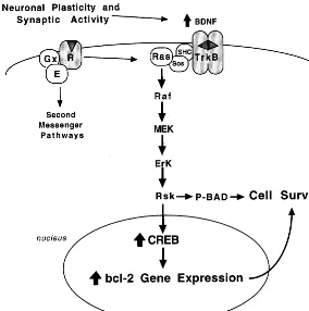 Figure 1. Model of the neurotrophic factor–mito-gen-activated protein (MAP) kinase cascade andregulation of cell survival
