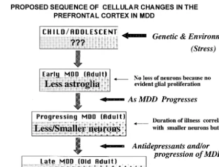Figure 2. Scheme of hypothetical sequence of cellular changesin mood disorders. We propose that the prefrontal cortex andhippocampus from young adults with depression will exhibitprimarily glial pathology (reductions in the number or density ofcells) due t
