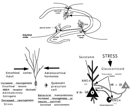 Figure 1. Schematic diagram of the role of neurotransmitters and glucocorticoids in regulating neurogenesis and dendritic remodelingin the dentate gyrus–CA3 system of the hippocampal formation