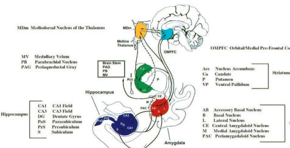 Figure 1. Reciprocal connections are depicted between the components of the limbic–cortical–striatal–pallidal–thalamic tract,including the orbital/medial prefrontal cortex, mediodorsal nucleus of the thalamus, caudate, ventral pallidum, amygdala, andhippoc