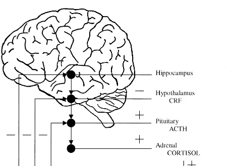 Figure 2. A representation of the relationship between thehippocampus and the hypothalamic–pituitary–adrenal (HPA)axis in response to stress