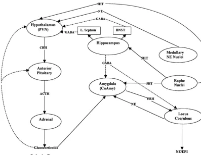 Figure 2. Key subcortical structures and neurotransmitter systems involved in the stress response