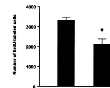 Figure 2. The number of bromodeoxyuridine (BrdU)–labeledcells in the dentate gyrus of the adult rat is significantly lower insubordinate animals, as compared with dominant ones