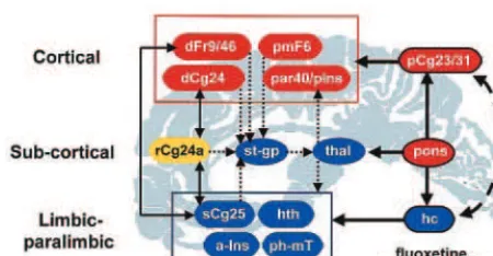 Figure 4. Response-specific effects. Schematic model illustrat-ing relationships among regions mediating treatment response.Regions with known anatomic and functional connections thatalso show significant metabolic changes following 6 weeks offluoxetine tr