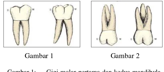 Gambar 1: Gigi molar pertama dan kedua mandibula kanan dari pandangan bukal.Gambar 2: 1 Gigi molar pertama dan kedua maksila kanan dari pandangan bukal.1 