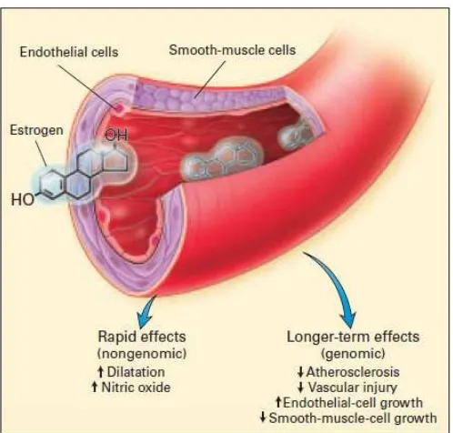 Gambar 5. Efek estrogen pada endotel                                                     Dikutip 