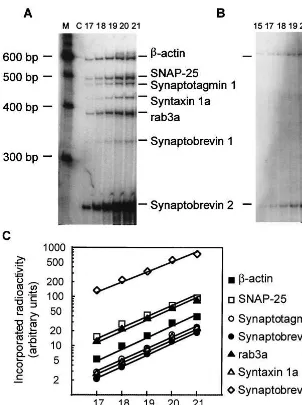 Figure 1. Reverse transcription polymerasechain reaction (RT-PCR) assay of synapticincorporated radioactivity at the respectivecycles (measured using a phosphostimulablestorage plate [PhosphorImager, Molecular Dy-mRNA amplifications