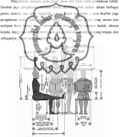 Gambar 2.1 Ukuran Tubuh Manusia yang Sering Digunakan Untuk Merancang Produk Sumber : Sritomo Wignjosoebroto, 1995 commit to user 