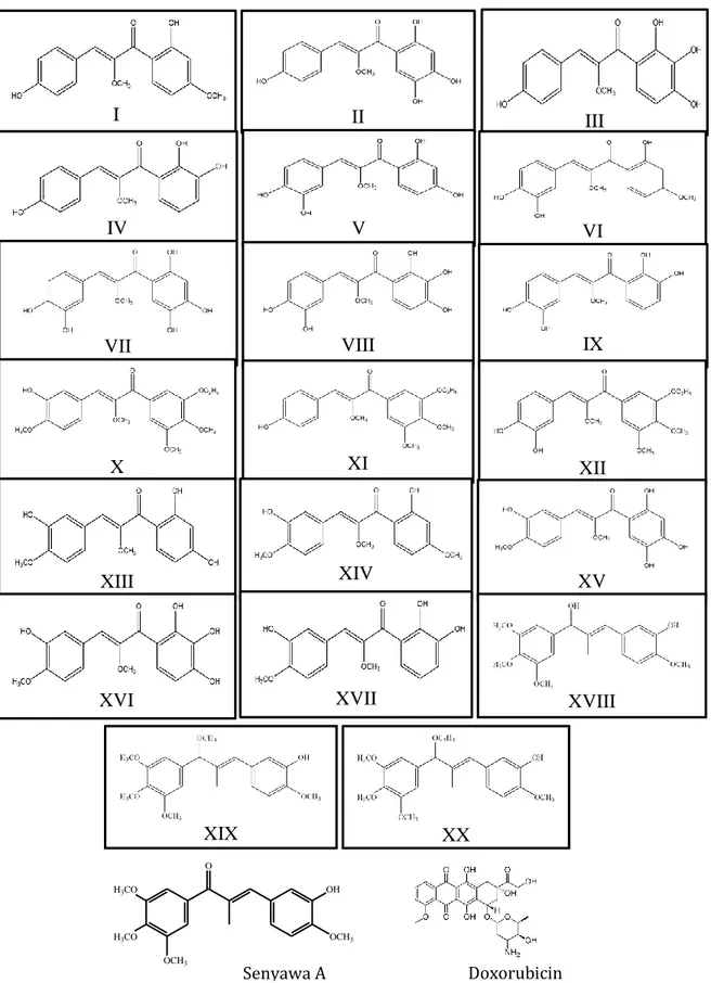 Gambar 1. Desain 17 (I-XVII) struktur senyawa turunan kalkon (Pratoko et al., 2013) dan 3 (XVIII- (XVIII-XX) desain turunan kalkon baru karya peneliti, Struktur obat senyawa A, dan doxorubicin