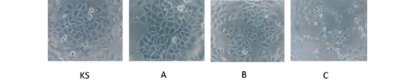 Gambar 1 Morfologi sel MCF-7 dengan perlakuan ekstrak akalifa konsentrasi 5 (A), 25 (B),  