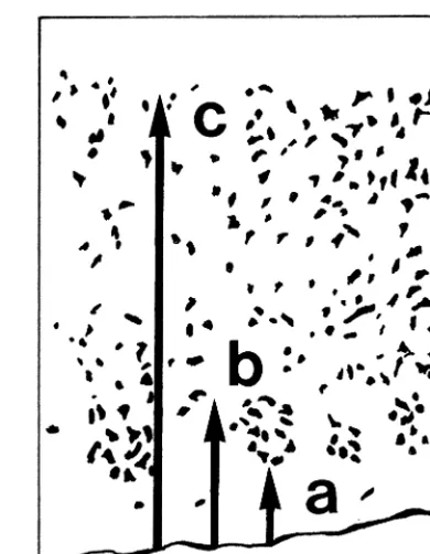 Figure 1. Normally positioned pre-alpha cell clusters. Measure-ments were made from the (a) pial surface to the superficial poleof the cluster, (b) deep pole of the cluster, and (c) corticalgray–white matter junction.