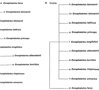 Fig. 3. Molecular phylogeny of Encephalartos inferred from DNA sequences of the rbcL gene and ITS1&2 sequences