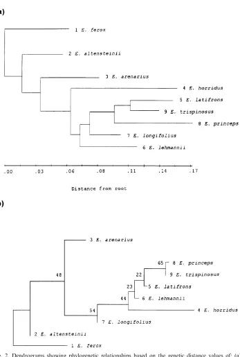 Fig. 2. Dendrograms showing phylogenetic relationships based on the genetic distance values of: (a)Cavalli-Sforza and Edwards (1967) chord distance and the distance Wagner procedure (Farris, 1972), (b)Nei et al