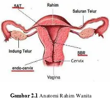 Gambar 2.1 Anatomi Rahim Wanita 