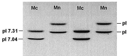 Fig. 3. IEF separation of haemoglobin phenotypes of M. coucha (Mc) and M. natalensis (Mn) (pI"isoelec-tric point).