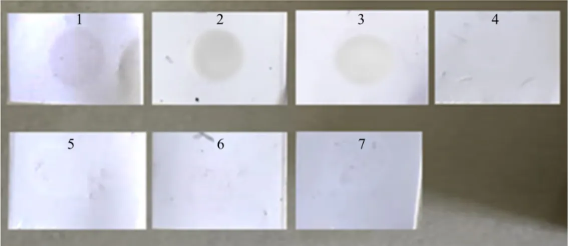 Gambar 3  Konsentrasi antigen yang dapat terdeteksi oleh konjugat antibodi-nanopartikel  emas