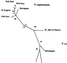 Fig. 1. Phylogenetic tree based on a maximum likelihood analysis (PUZZLE software) of concatenatedsequences of cytochrome b and control region (1585 sites) for nine individuals of Proechimys spp