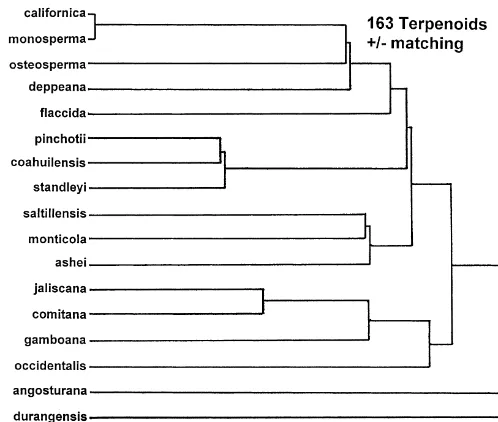Fig. 1. Minimum spanning network based on 163 terpenoids, with similarities computed as pres-ence/absence data.