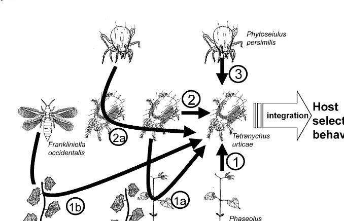 Fig. 1. Example of information from di!et al., 1997); 2: cues from spider mite eggs or adults (Grostal and Dicke, 1999a); 2a: predatory mites(1a: spider-mite-induced volatiles emitted by Lima bean plants (Dicke, 1986) or cucumber plants (Palliniet al., 199