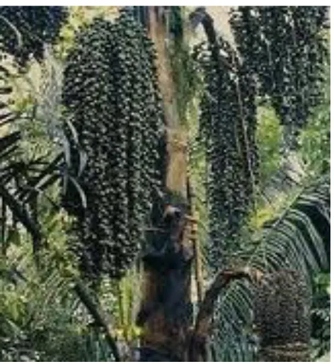 Gambar 2.6. Tandan buah aren (http://www.pantonanews.com)