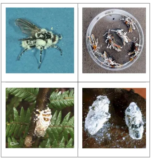 Gambar 1. Contoh serangga-serangga yang terinfeksi B. Bassiana [6,8]