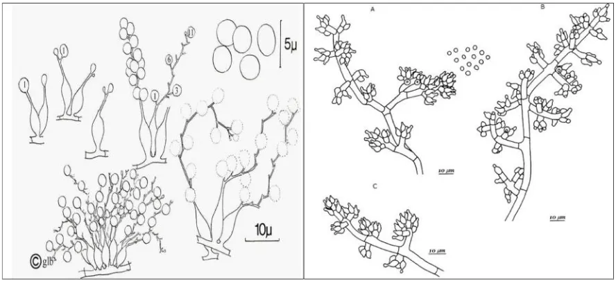 Gambar 2. Susunan spora dan morfologi B. bassiana [8] dan Trichoderma sp [9]