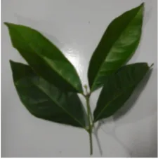 Gambar 1. Daun Salam
