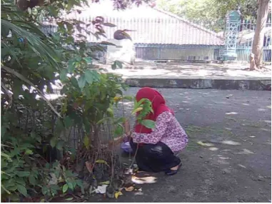 Gambar 5. Menanam Daun Salam