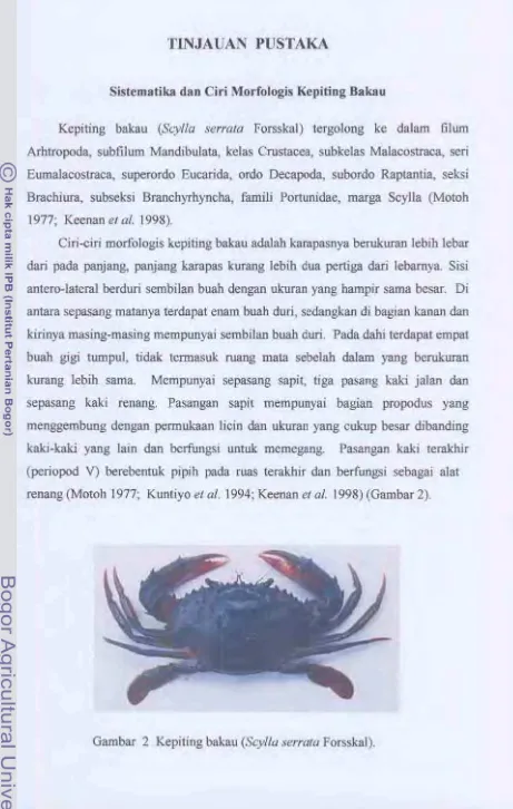 Gambar 2 Kepiting bakau (Scylla serrala Forsskal). 