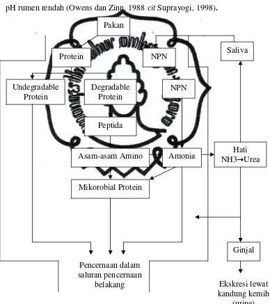 Gambar 1. Degesti dan metabolisme nitrogen dalam retikulo-rumen (McDonald et al. 1988 cit Soebarinoto et al., 1991) 