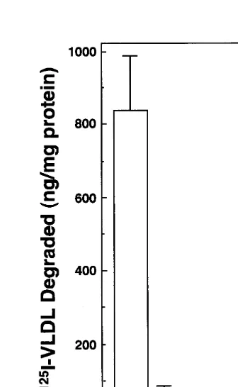 Fig. 2. RNase protection assay for the LDL receptor mRNA. MPMwere incubated with DMEM containing 5 mg/ml of LPDS