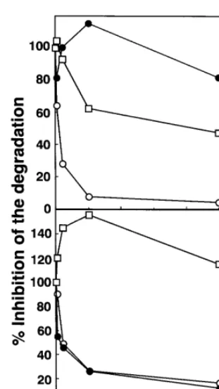 Fig. 6. Stimulation of cholesterol ester formation by �-VLDL-E(+),�-VLDL-E(−), LDL or acetyl LDL