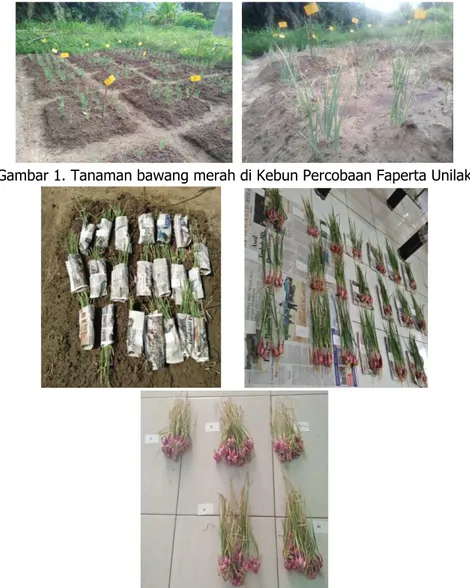 Gambar 1. Tanaman bawang merah di Kebun Percobaan Faperta Unilak 