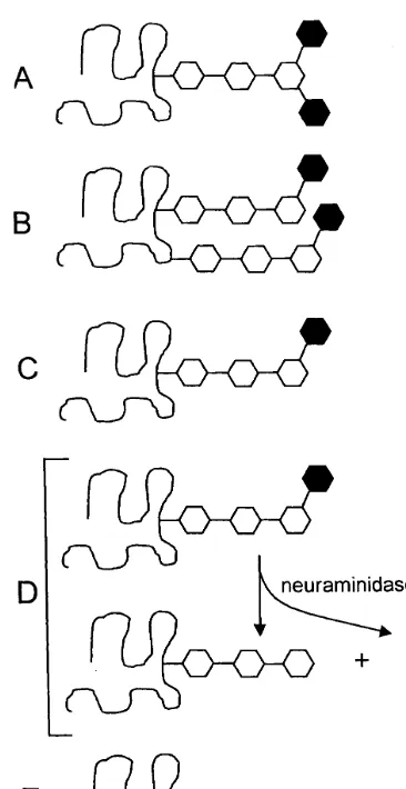 Fig. 3. Examples to illustrate some terms used throughout themanuscript. All ﬁgures show a protein (curved line) that can beglycosylated with a neutral oligosaccharide core structure (openhexagons) and sialic acid (ﬁlled hexagons)