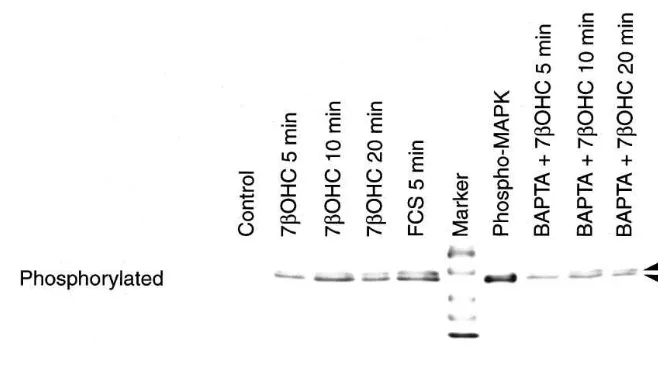 Fig. 9. ERK activation by 7�-hydroxycholesterol. SMCs were treated with 5 �g/ml 7�-hydroxycholesterol (7�OHC) for 0–20 min as indicated.A puriﬁed, phosphorylated MAPK (phospho-MAPK) and treatment with 5% FCS for 5 min were used as positive controls