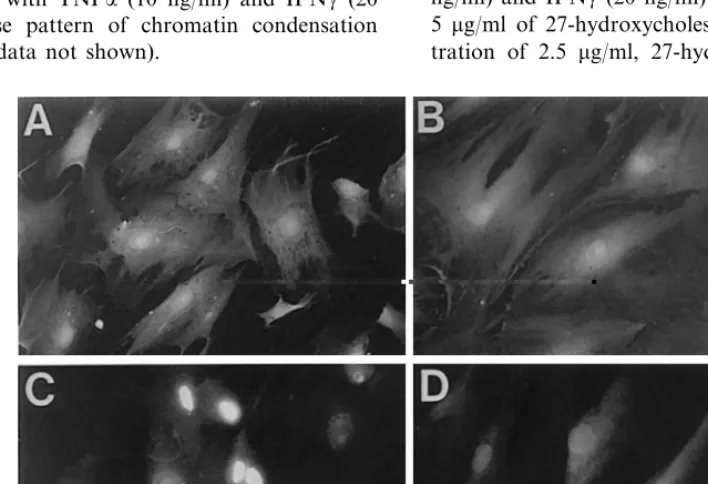 Fig. 1. TUNEL staining of SMCs showing chromatin fragmentation after treatment with various oxysterols