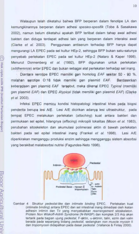 Gambar 4 Struktur pedestal-like dan intimate binding EPEe. 