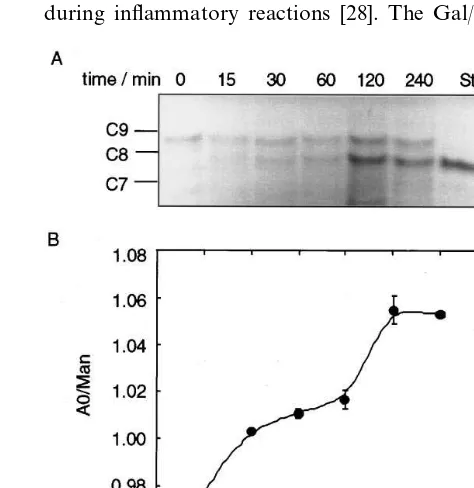Fig. 6. Immunoﬂuorescence of transfected cells after incubation with biotinylated asialofetuin (ASF) and anti-FLAG antibody for 1 h at 37°C inthe presence of chloroquine, followed by methanol ﬁxation and incubation with goat-anti-mouse Ig-rhodamine and str